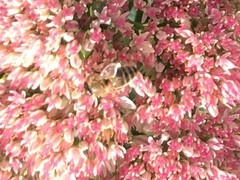 Apis mellifera