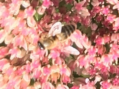 Apis mellifera