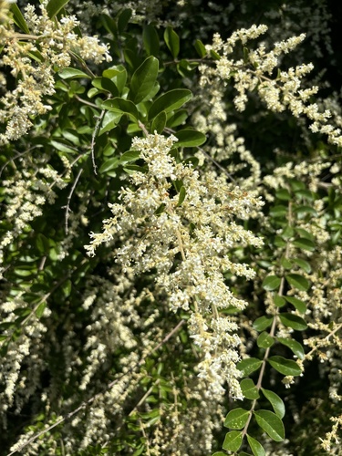 Waxyleaf privet (Ligustrum quihoui)