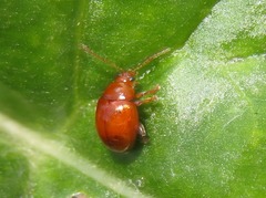 Sphaeroderma testaceum