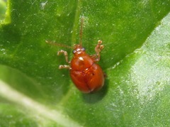 Sphaeroderma testaceum