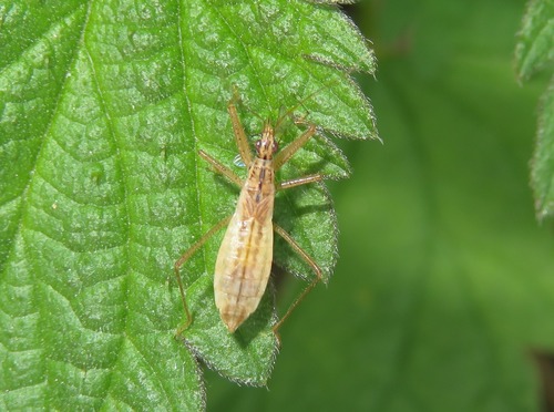 Marsh Damsel Bug, Leiden, Nederland, photo 8 of 10