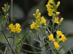 Linaria angustissima