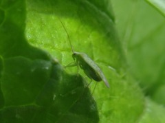 Orthotylus flavosparsus