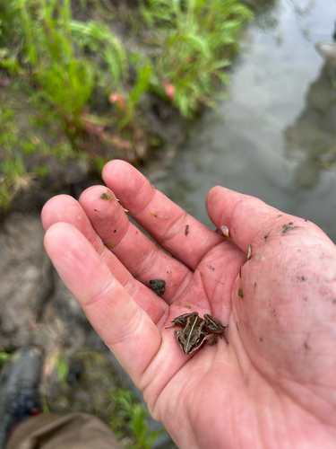 Wood Frog
