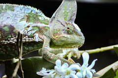 Chamaeleo calyptratus