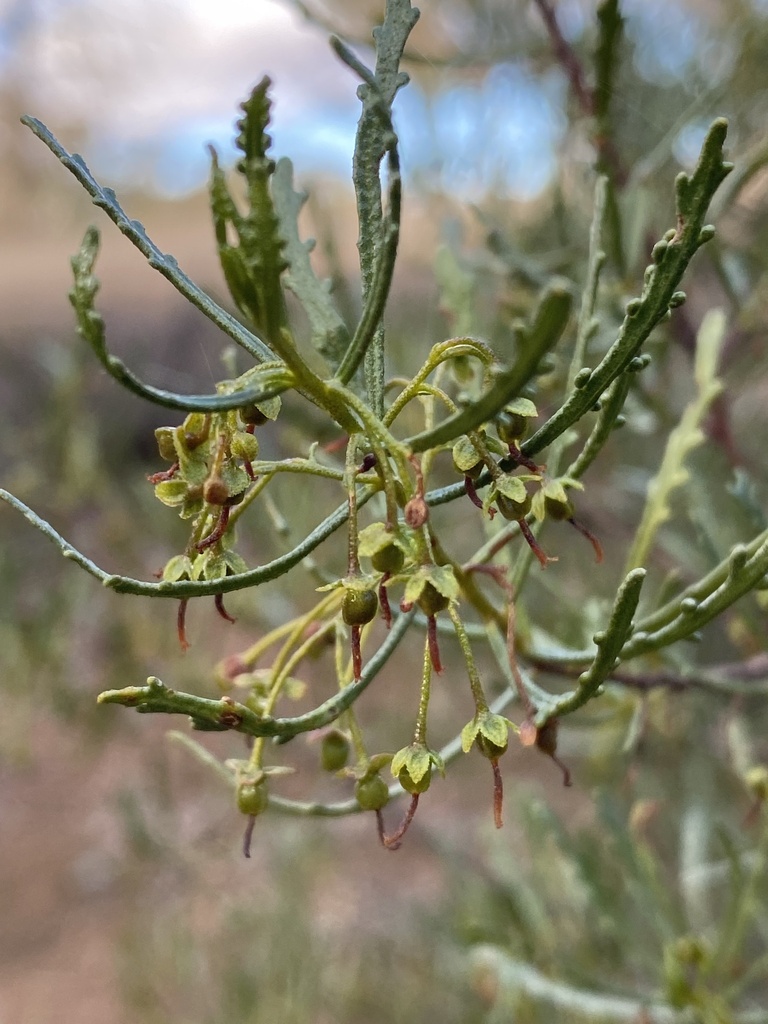 lobed hop-bush