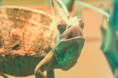 Chamaeleo calyptratus
