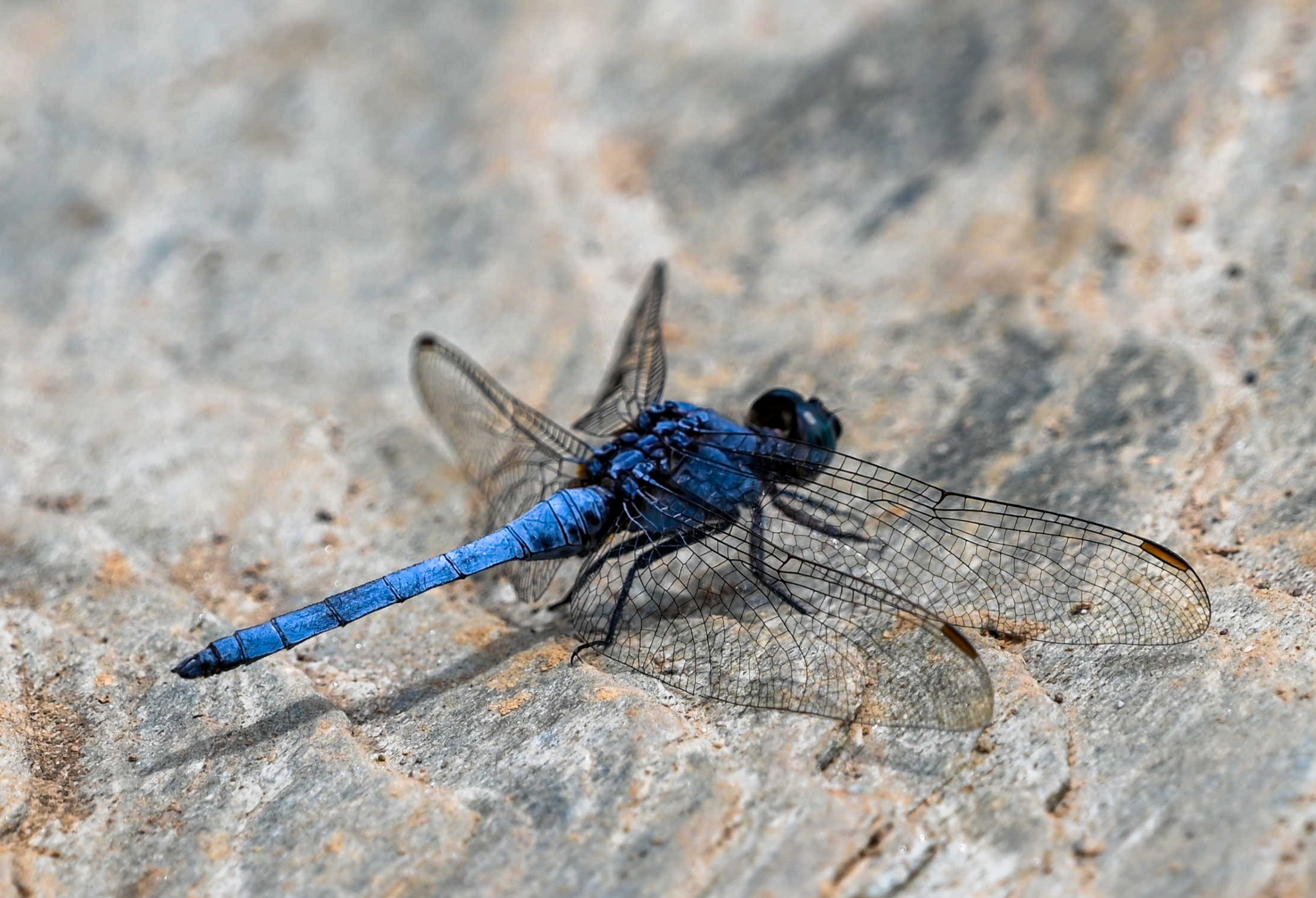 Blue Marsh Hawk