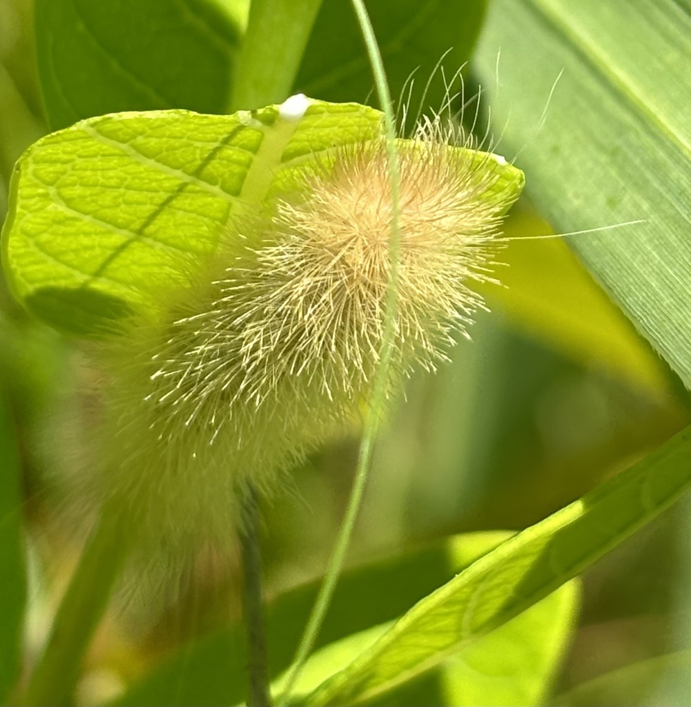 Oregon Cycnia Moth