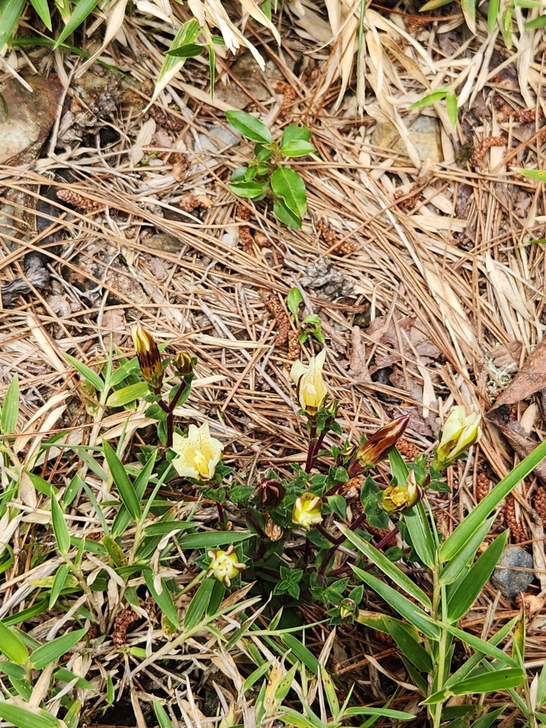 Gentiana
