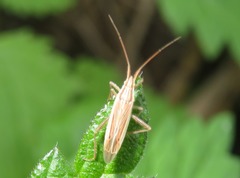 Stenodema calcarata