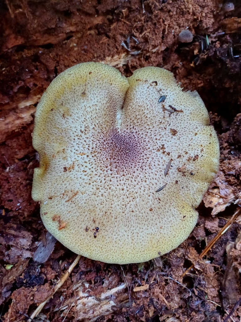 Tricholomopsis ornaticeps · June 2025 · photo: © steviakiwi23 (iNaturalist, cc0)