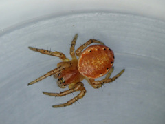 Araniella opisthographa