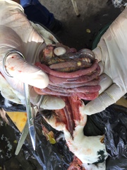 Anas platyrhynchos domesticus