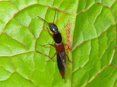 Othius punctulatus