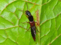 Othius punctulatus