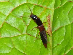 Othius punctulatus