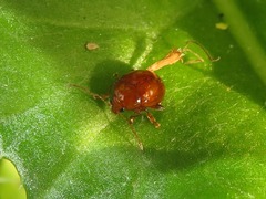 Sphaeroderma testaceum