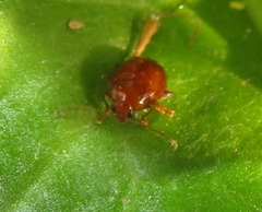 Sphaeroderma testaceum