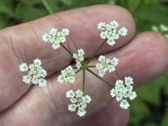 Torilis arvensis, photograph Brian Finzel, CC BY-SA, iNaturalist via GBIF