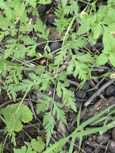 Torilis arvensis, photograph 3