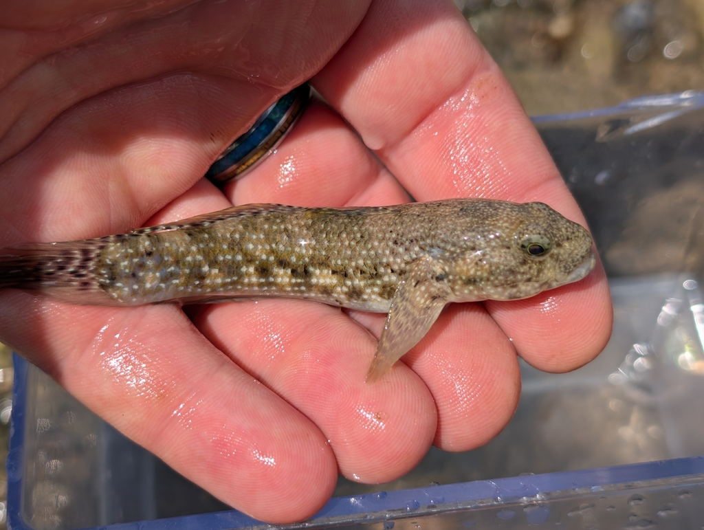 Brownlined Goby