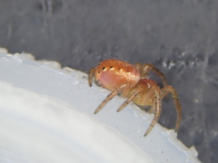 Araniella opisthographa