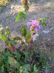 Centaurea phrygia abnormis