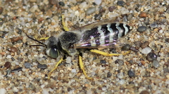 Bembix americana comata