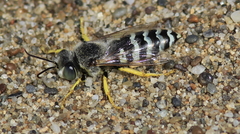 Bembix americana comata