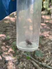 Parcoblatta pennsylvanica