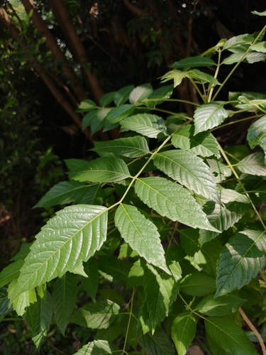 Rhus javanica iNat (2)