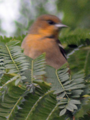 Icterus bullockii