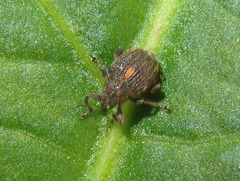 Rhinoncus leucostigma