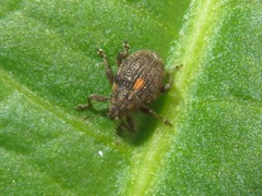 Rhinoncus leucostigma