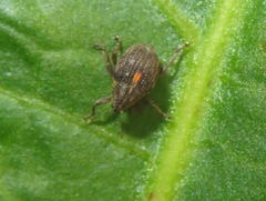 Rhinoncus leucostigma