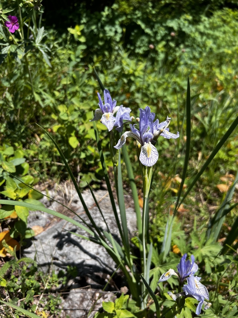 Iris