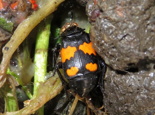 Lesser Vespillo Burying Beetle, Leidschendam, Nederland, photo 6 of 10