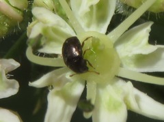 Brachypterus urticae