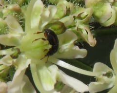 Brachypterus urticae