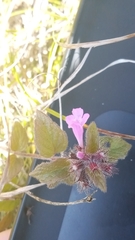 Clinopodium caucasicum
