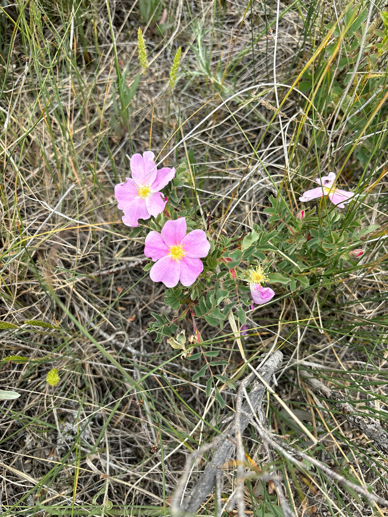 Rosa
