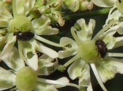 Brachypterus urticae