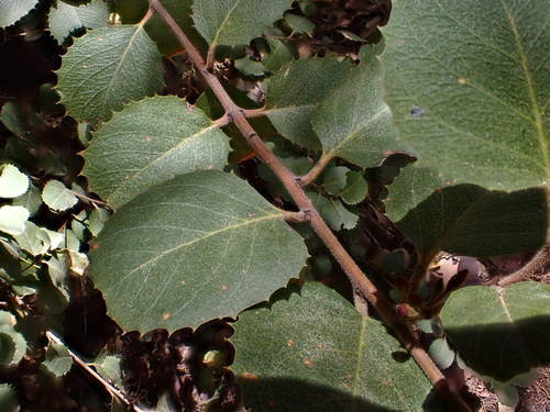 Hollyleaf Buckthorn foliage
