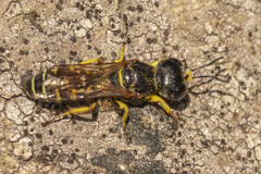 Ectemnius arcuatus