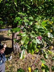 Pyrus communis caucasica
