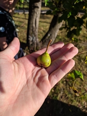Pyrus communis caucasica