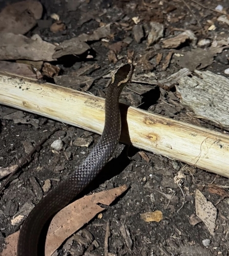 Golden-crowned Snake sighting
