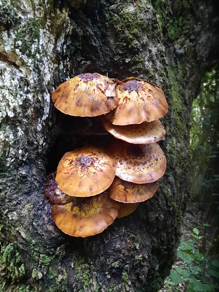 Pholiota glutinosa · June 2025 · photo: © maxxrandomnumbers (iNaturalist, cc0)